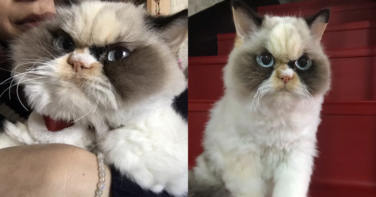 This Cat Looks Grumpier Than The Late Grumpy Cat And The Internet Is ...