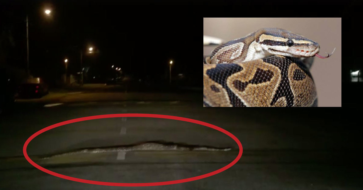[VIDEO] The Rainy Weather Is Causing Snakes To Appear All Over Subang Jaya