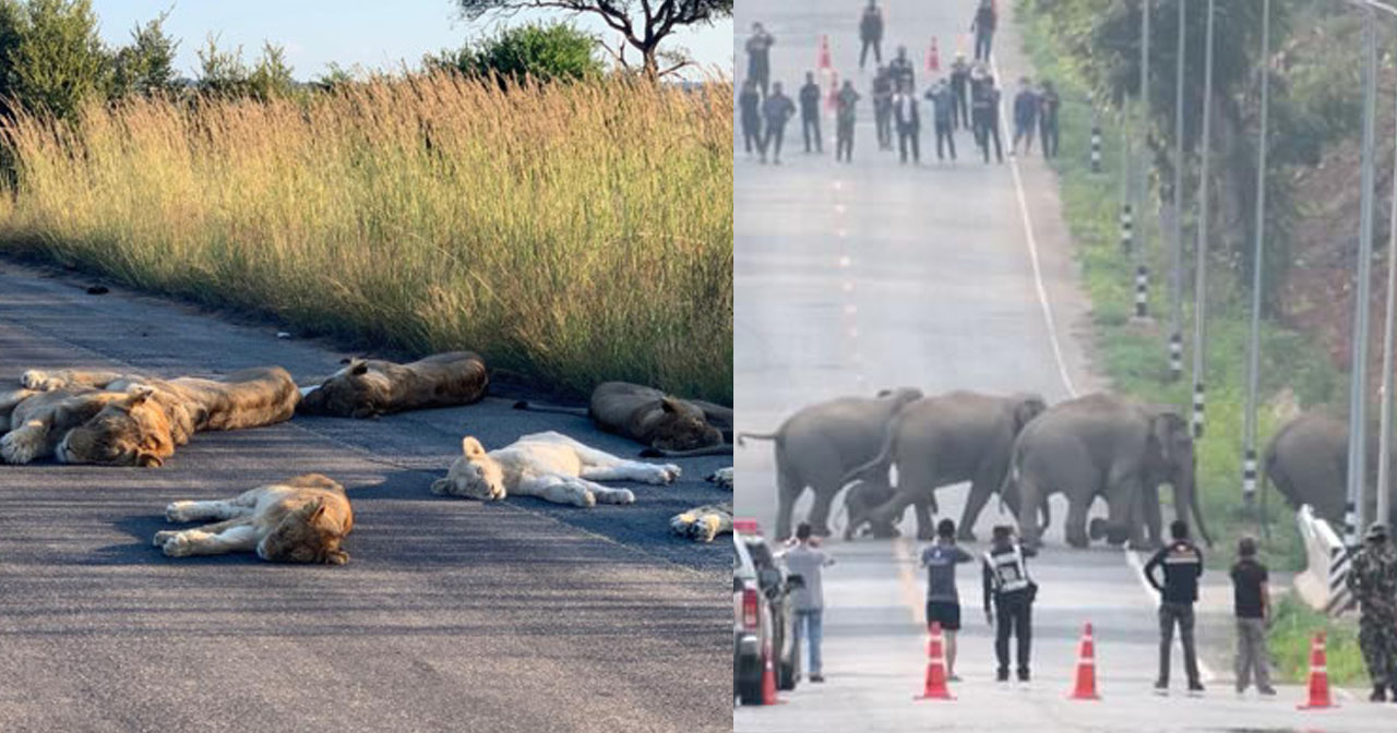 Animals Come Out Of Their “Hiding” Spots Now That Humans Are Locked Away