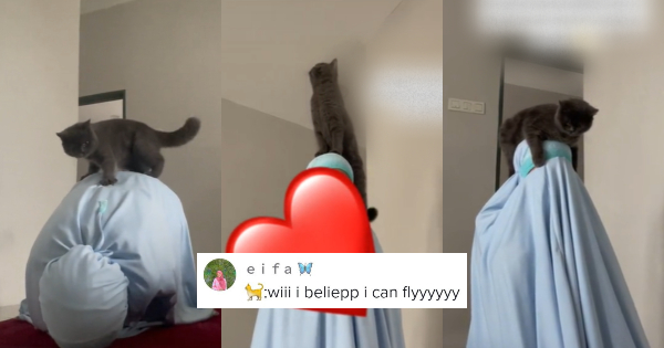 [VIDEO] “Kucing Hyperactive”- Aksi Si Bulus Panjat Tuan Ketika Solat ...