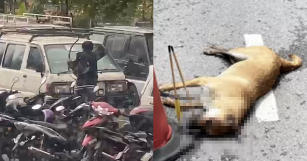 Police On The Hunt For Man Who Viciously Shot A Dog With Bow & Arrow In ...