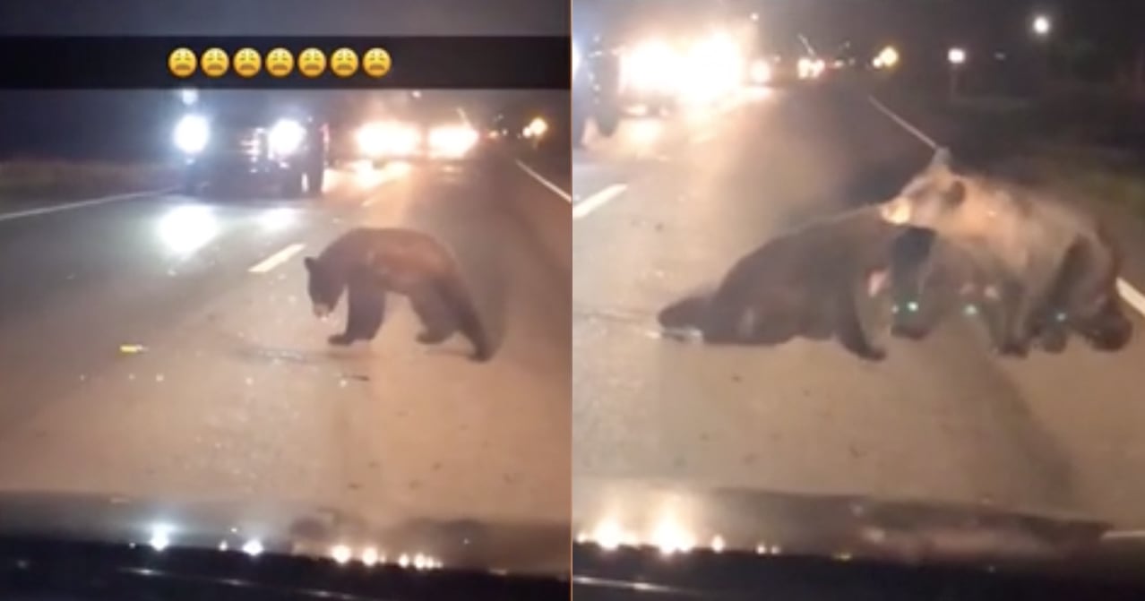 [VIDEO] A Family Of Bears Risked Their Lives To Drag An Injured Cub Out ...