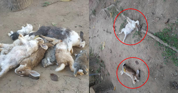 Colony Of Pet Rabbits Was Found Dead At A Tadika’s Mini Farm