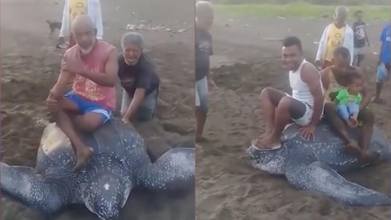 [VIDEO] A Group Of Men Took Turns To Ride A Leatherback Turtle As It ...