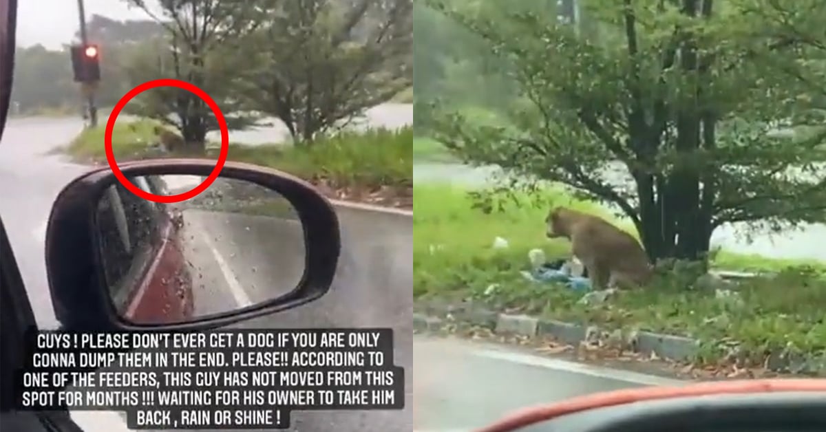 Rescuer Shares Heartbreaking Video Of Dog Waiting In The Rain For Owner ...