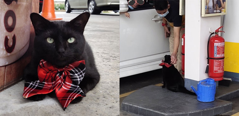 Shell Cat Ambassador We Interviewed The Chief Receptionist At A Shell Station. His Name Is ...