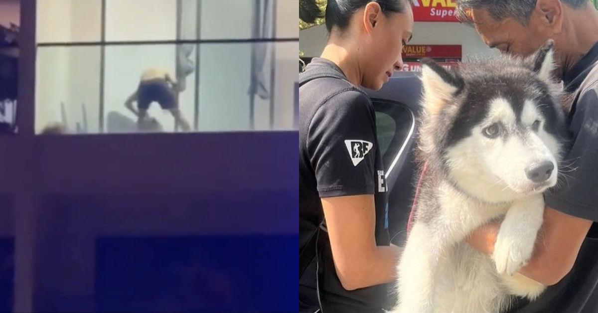 Video Of Man Allegedly Beating His Dog On Condo Balcony In Kajang ...