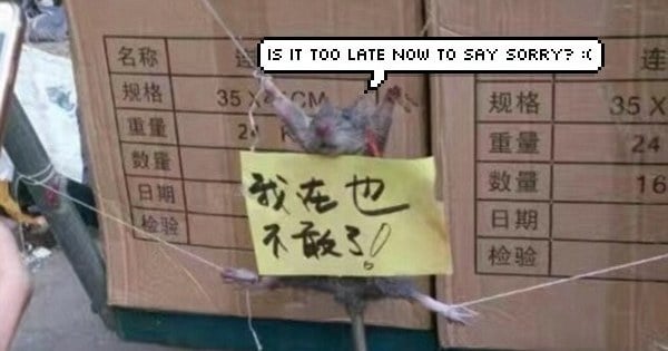 [PHOTOS] This Rat Was Publicly Shamed For Trying To Steal Some Rice