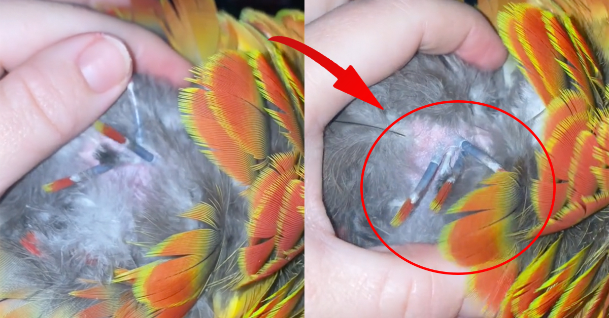 People Are Finding Out How Bird Feathers Grow &amp; This Is Not Something I ...