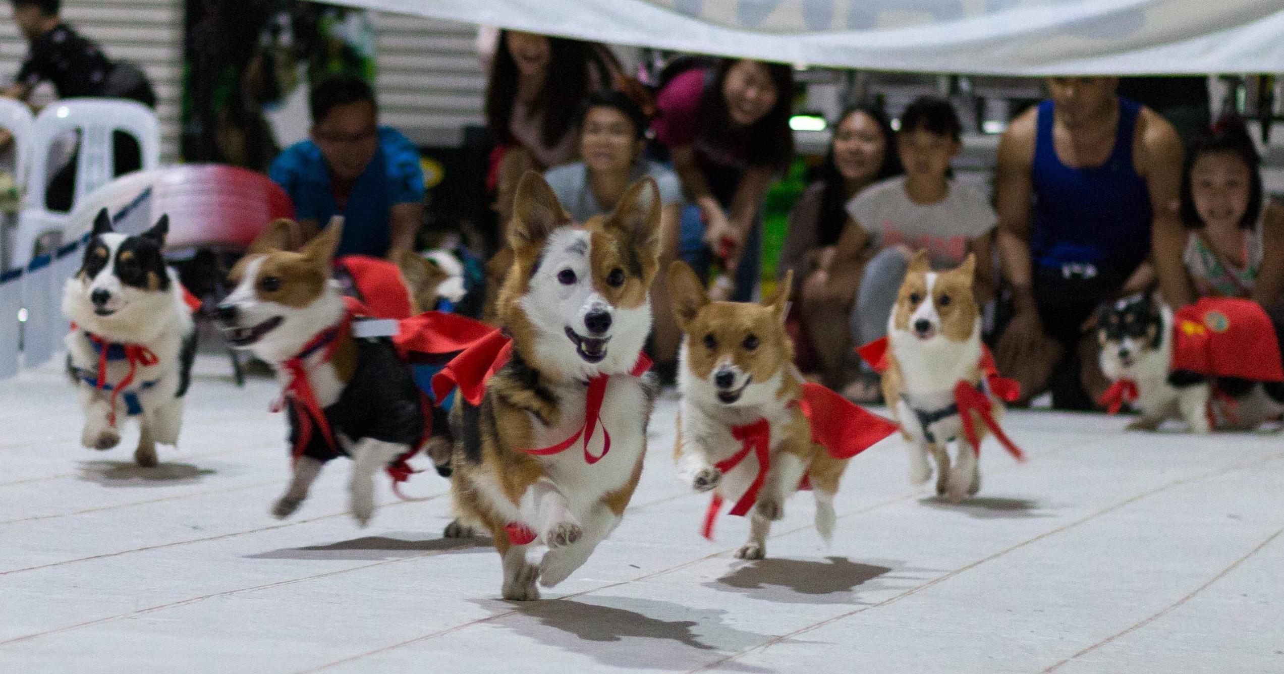 [PHOTOS] Malaysia’s First Ever Corgi Race Will Have You Aww-ing Non-Stop