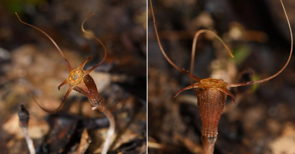 This “Never-Before-Seen” Alien-Like Plant Has Only Been Found In Terengganu