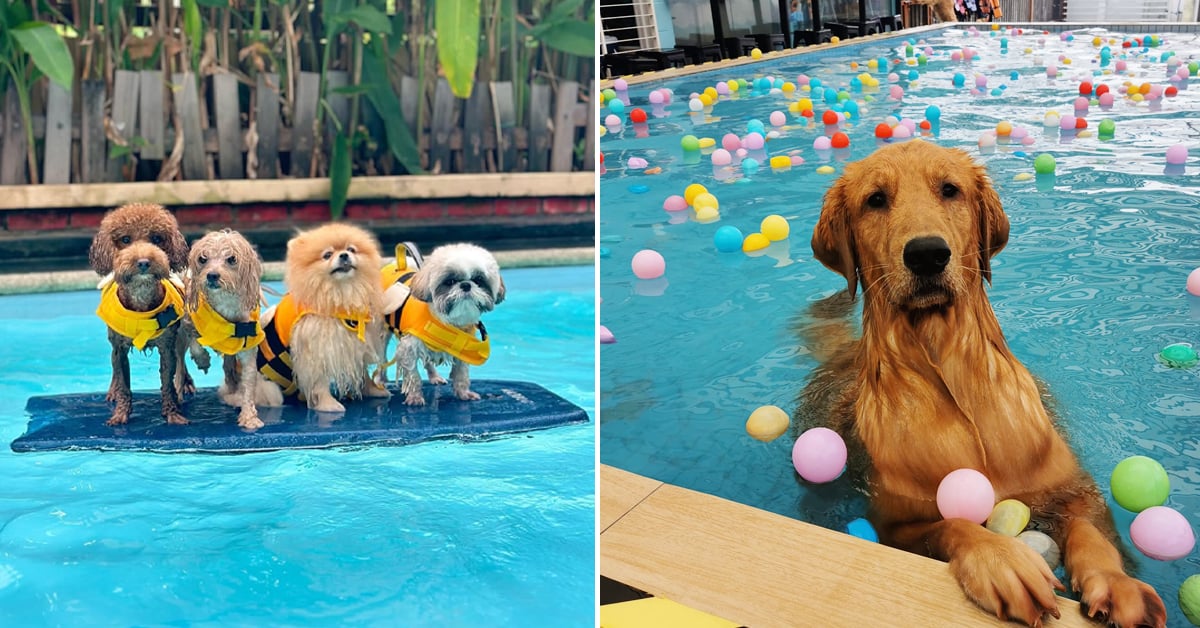 10 Fun Places To Bring Your Pet Swimming In Klang Valley