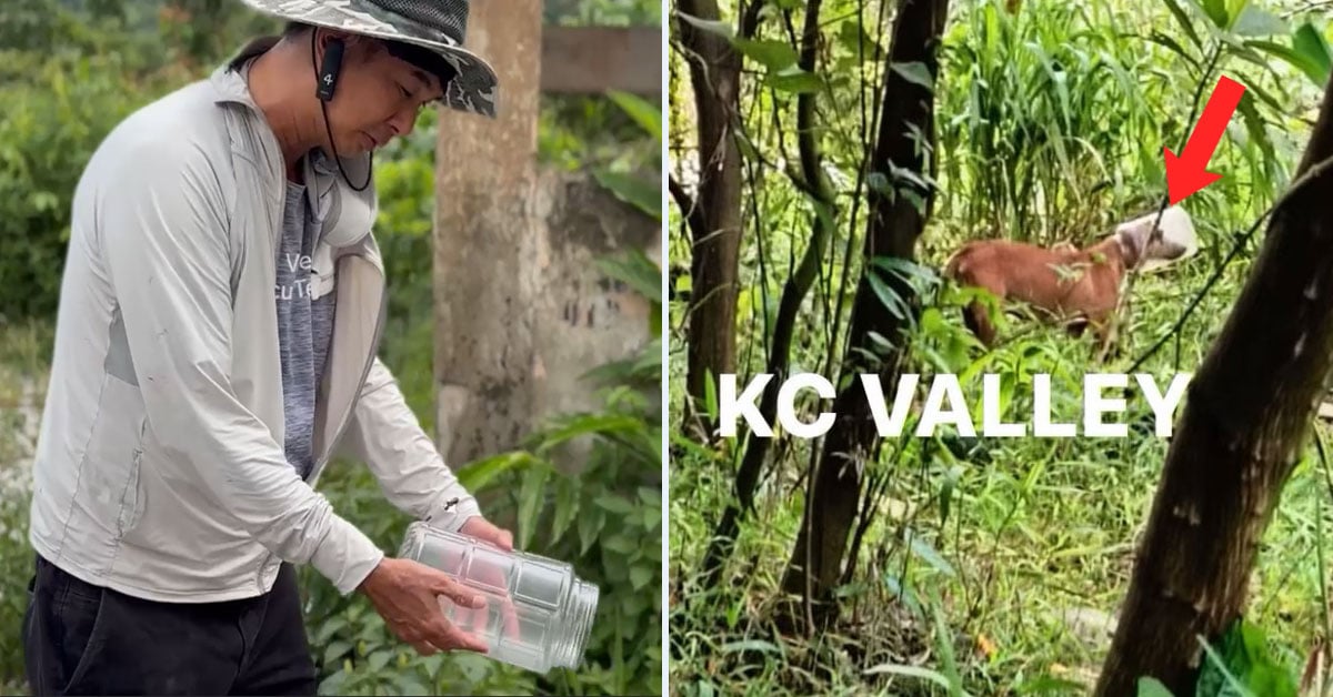 Animal NGO Urges Public To Crush Plastic Containers Before Disposal To ...