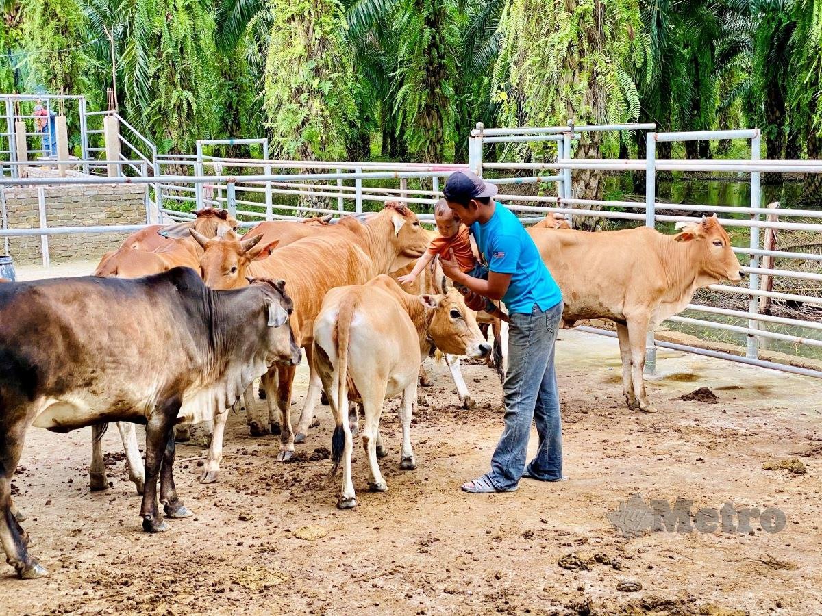 Terengganu Bakal Wajibkan Lembu Ternakan Dipasang Kod QR, Atasi Isu ...