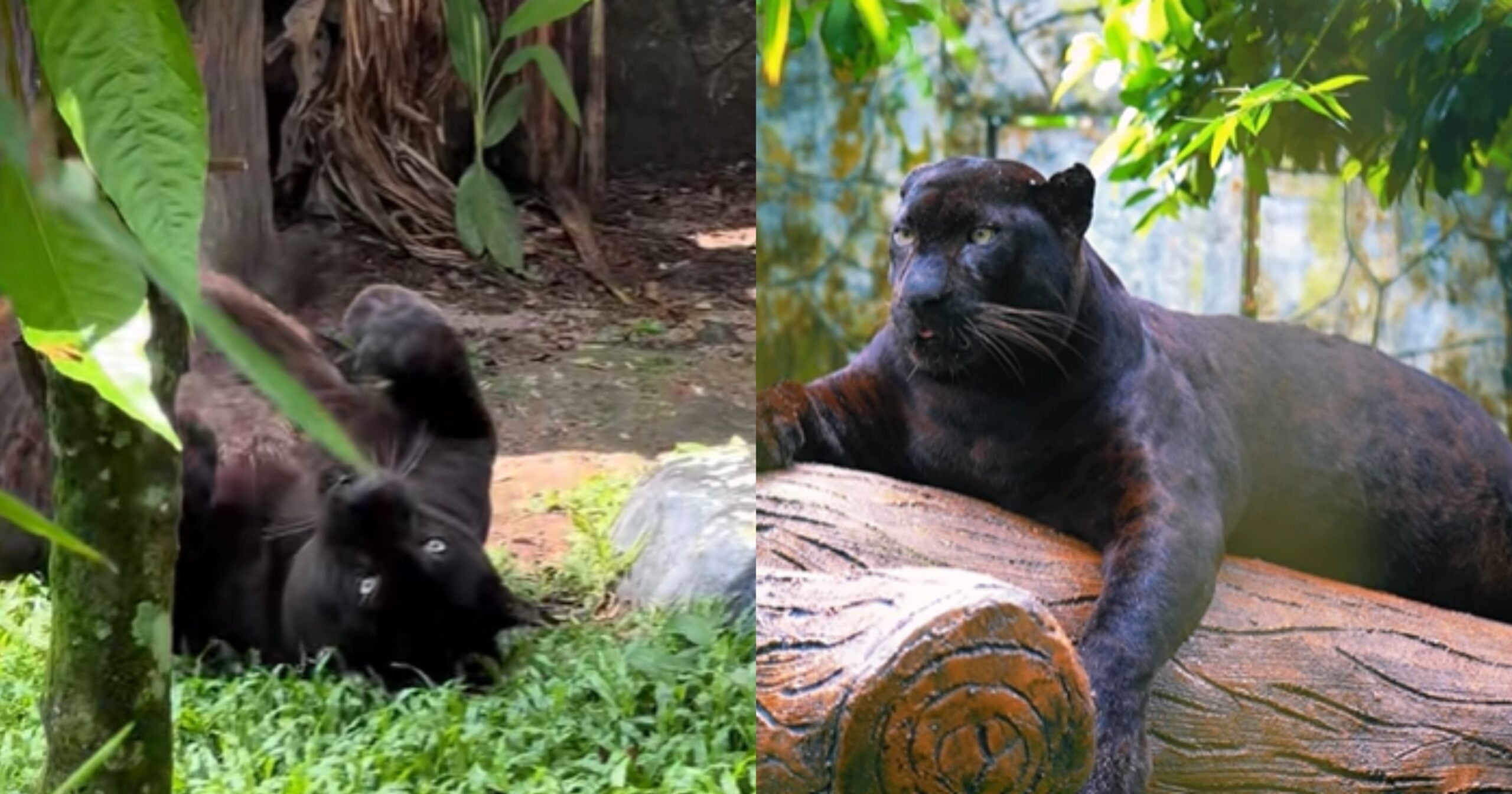 [VIDEO] Black Panther Zoo Negara Pun Tak Terlepas Dari Obesiti – “Nasi ...