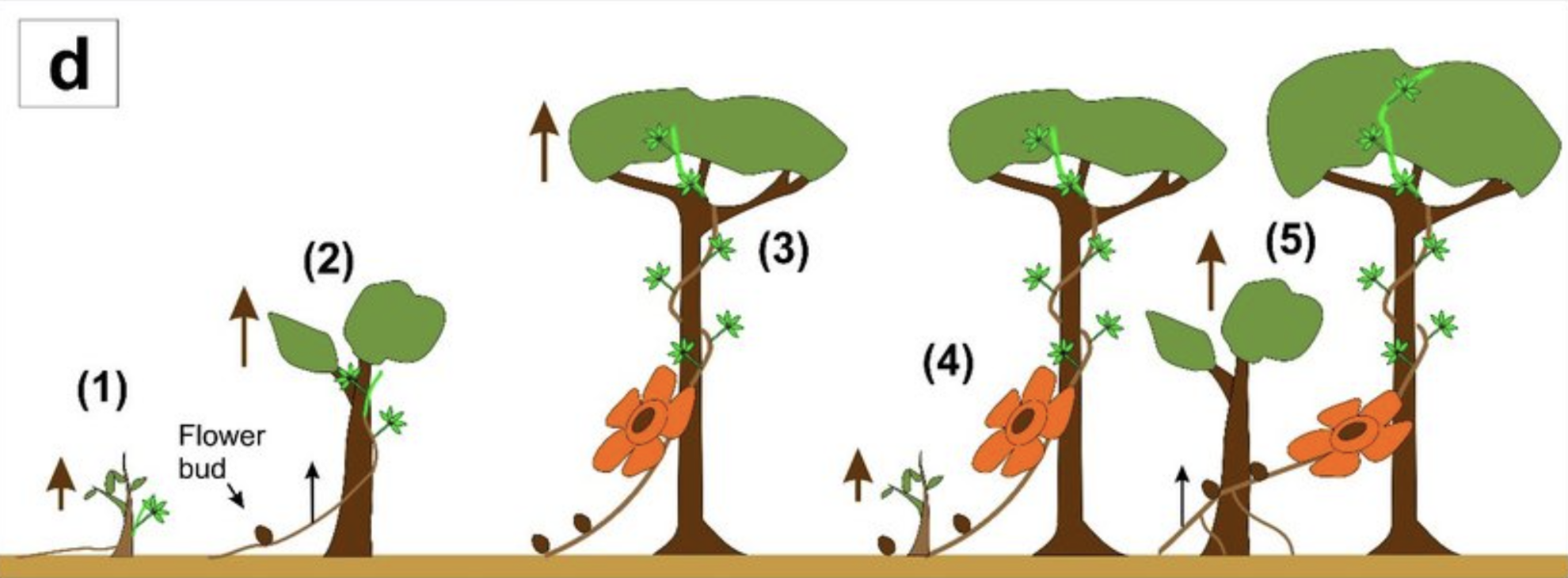 When Does Rafflesia Bloom In Malaysia: A 2025 Guide