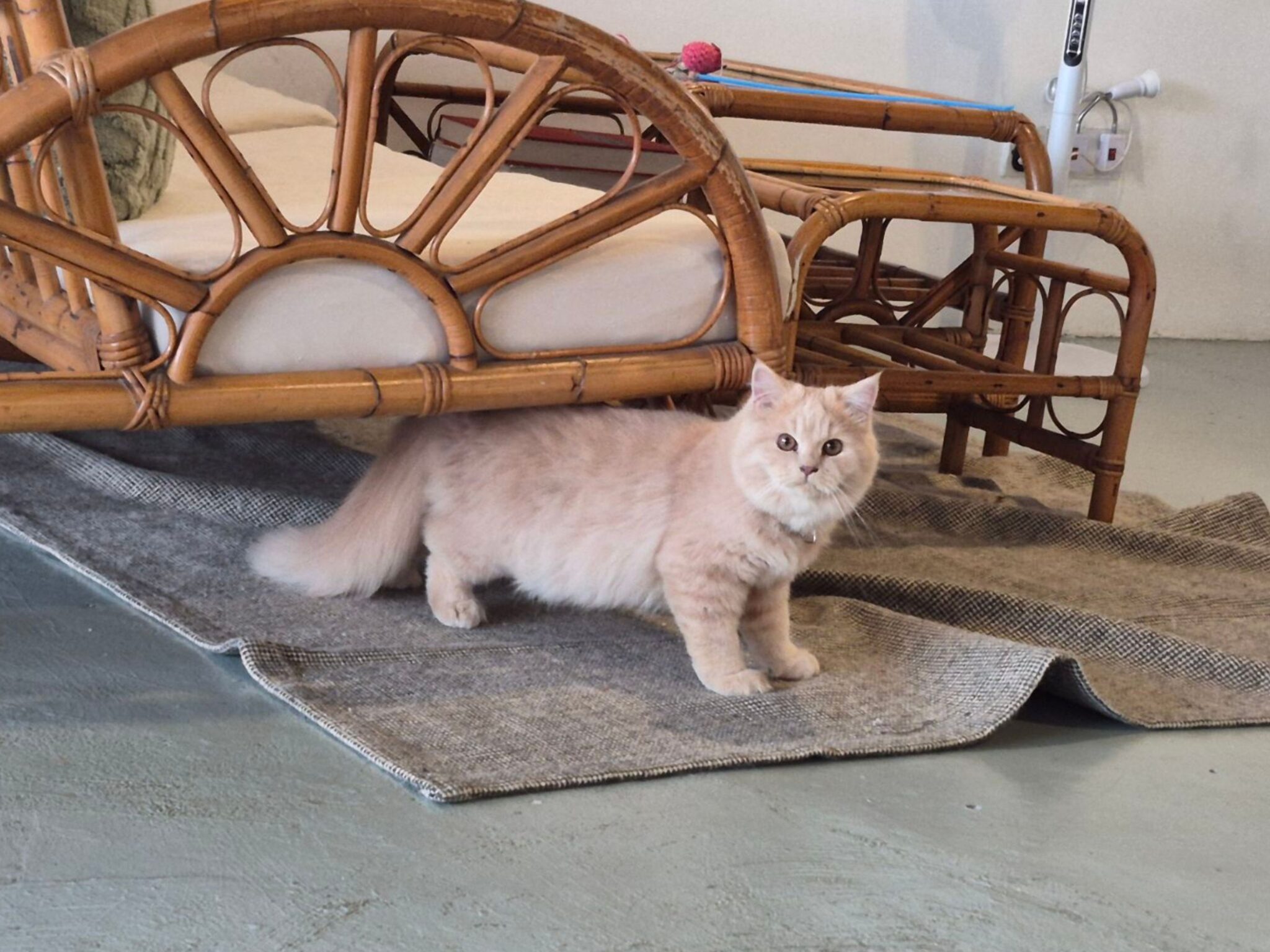 Galaxy S25 FE Review: Is The Latest Fan Edition Worth The Upgrade?