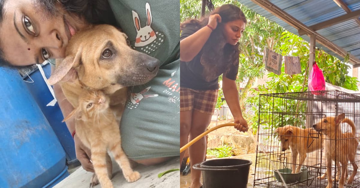 Project Strays This Malaysian Has Been Tirelessly Rescuing Strays Since She Was In ...
