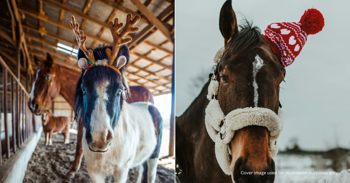 Christmas Live Roping Saddle Up For A Magical Christmas Show At Bukit Kiara Equestrian ...