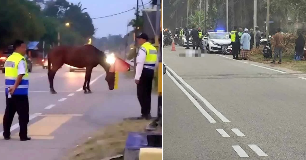 Motorcyclist Dies After Colliding With Horse On His Way To Work