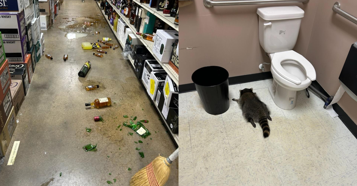 Animal Control Finds Drunk Raccoon Passed Out On US Liquor Store’s Bathroom Floor