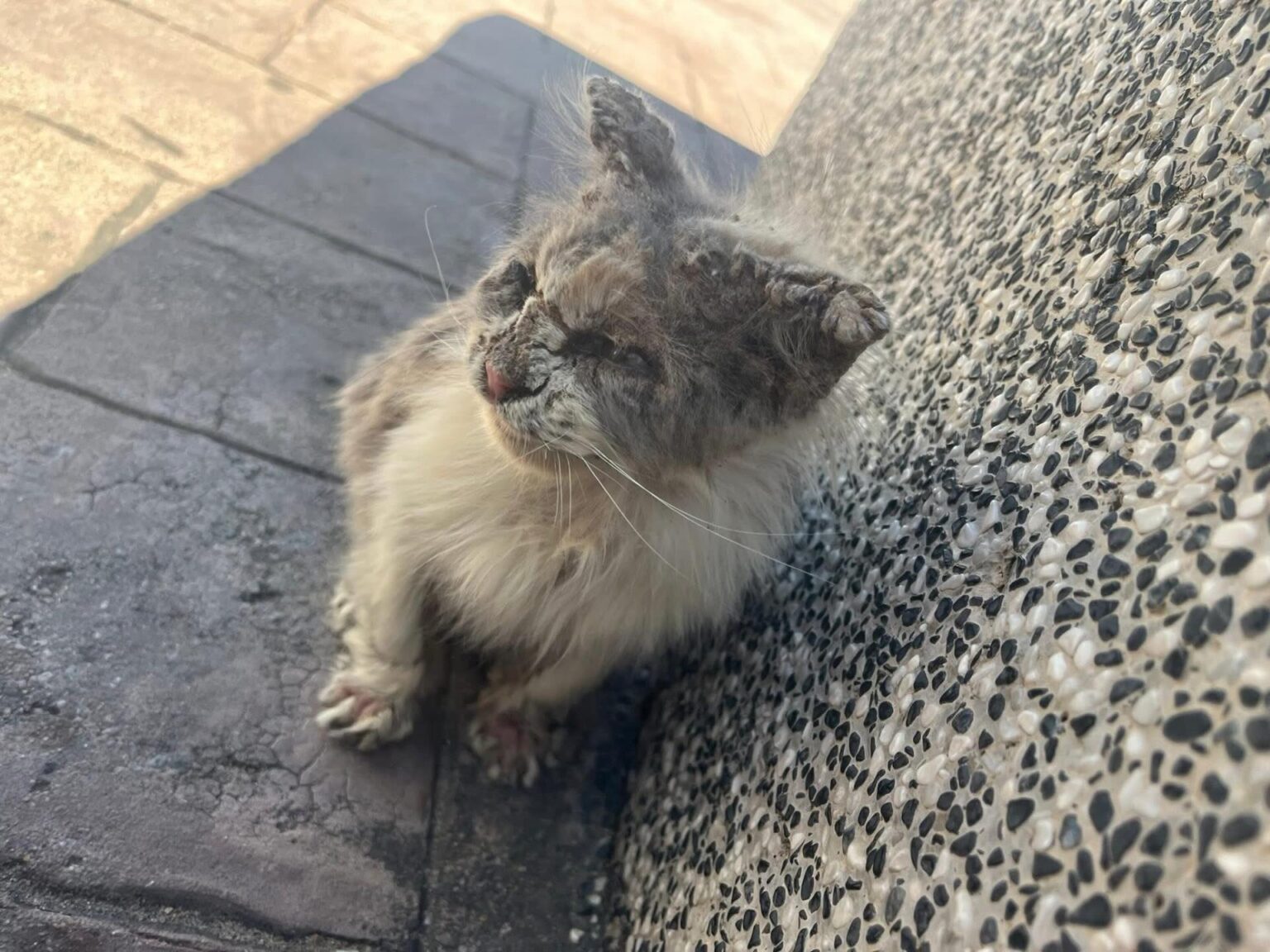 [PHOTOS] Malaysians Share Before & After Shots Of Cats They’ve Rescued ...