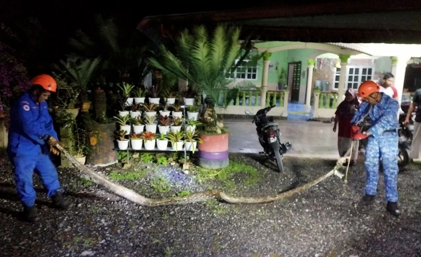 70KG Python Caught After Sneaking Into Kedah Chicken Coop For Midnight ...