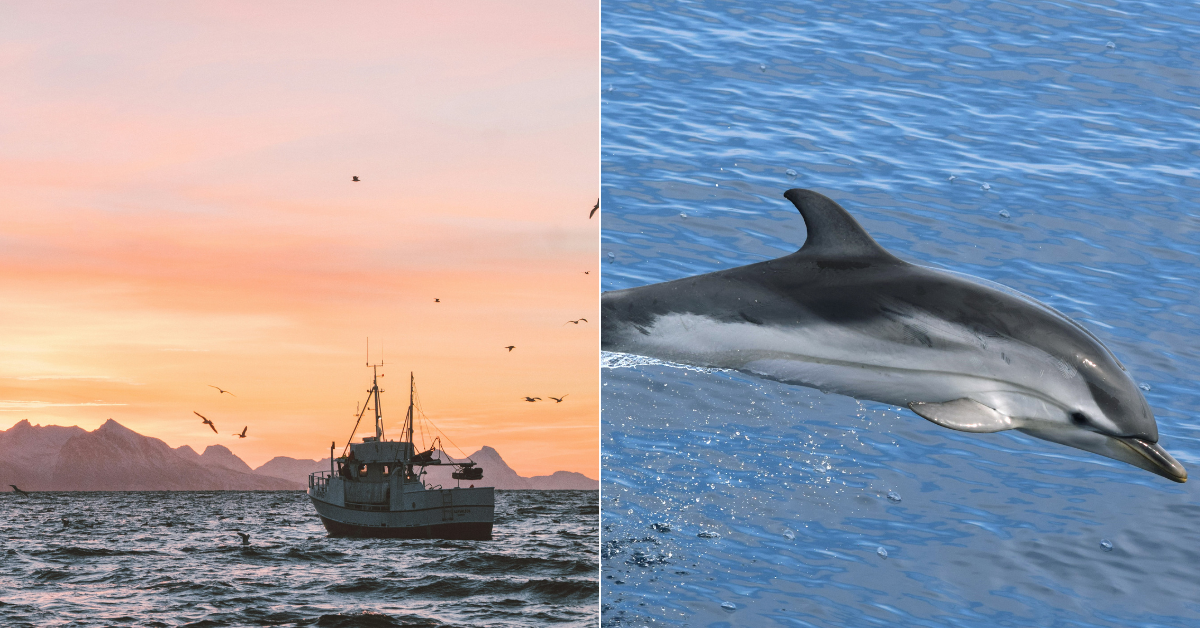 9 Whale & Dolphin Species In Malaysia To Receive Protection Under ...