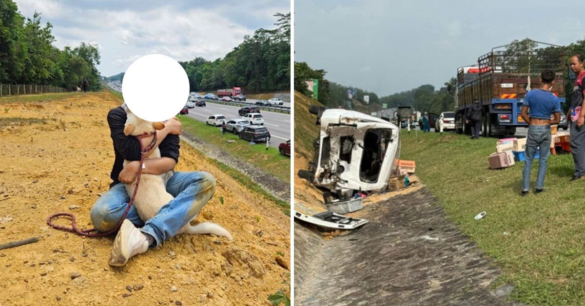 3 Animals Die After Lorry Crashes Into Shelter Van Carrying 20 Cats & 5 Dogs