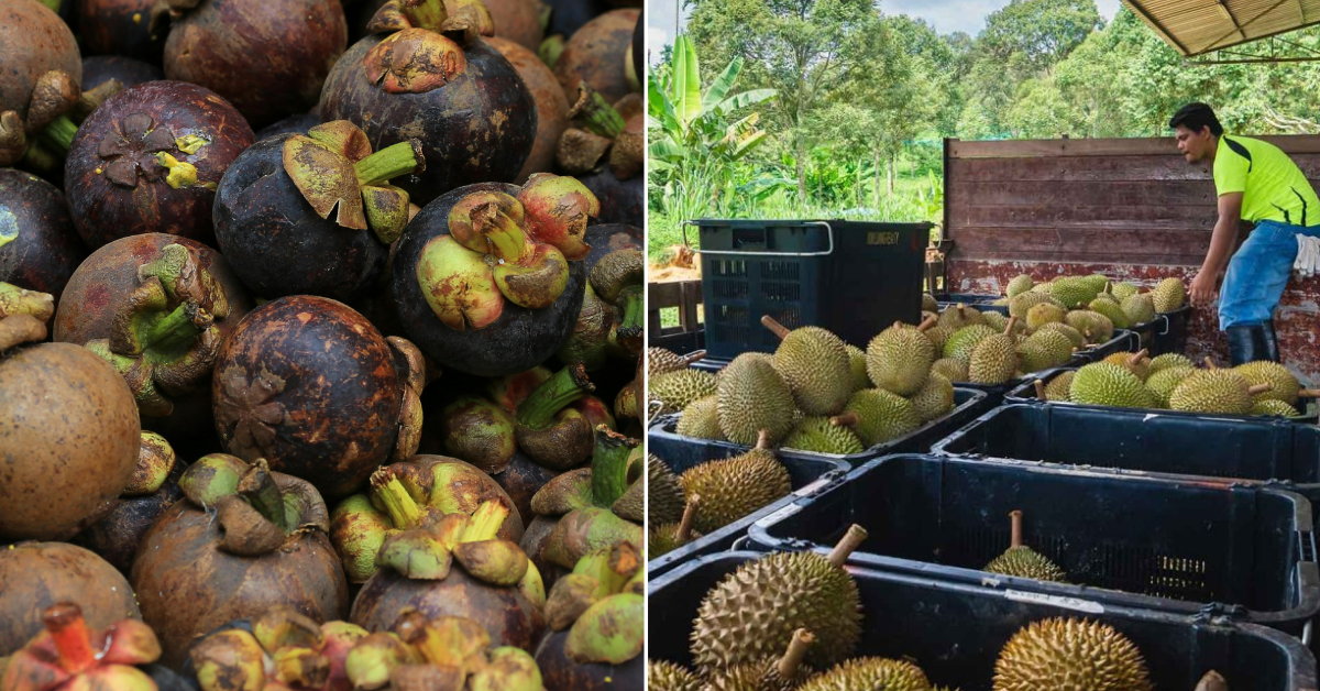 Mangosteens Now Cost More Than Durians Amid Supply Shortage