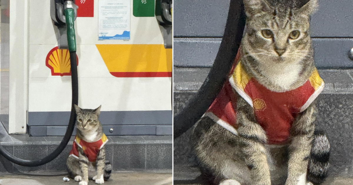 Shell Cat Ambassador Cat In Shell Uniform Found Waiting Patiently For Morning Rush Hour ...