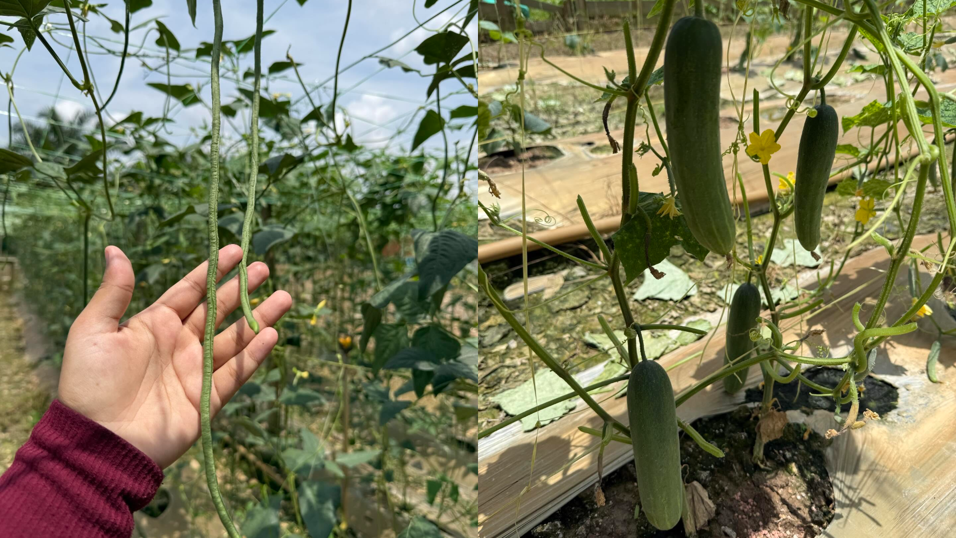 Wanita Buka Kebun Sayur Percuma Untuk Pengunjung – “Petik Sendiri, Bayar Ikut Timbang”