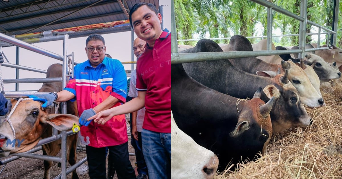 Melaka Negeri Pertama Wajibkan Lembu, Kerbau Ada Kad Pengenalan