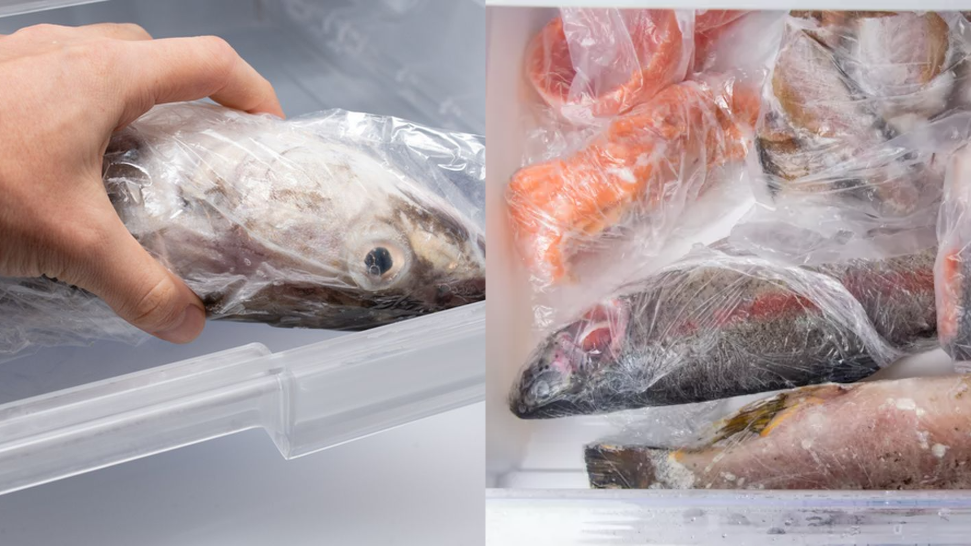 Boleh Ke Simpan Lama? Ini Tempoh Sebenar Ikan Boleh Bertahan Dalam Freezer