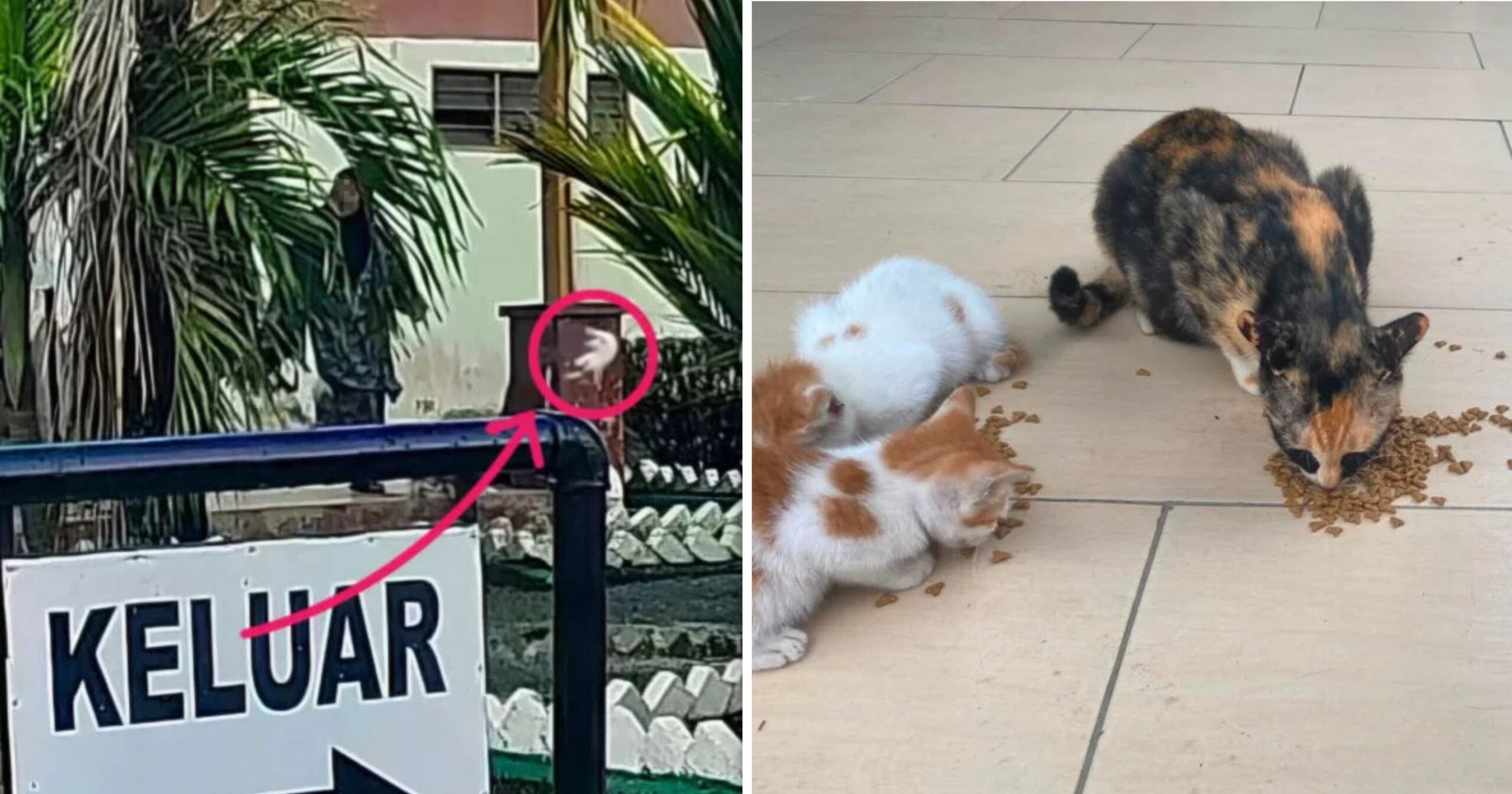 Wanita Didakwa Tendang Anak Kucing Lepas Marah Remaja Bagi Makan Anak Kucing Di R&R