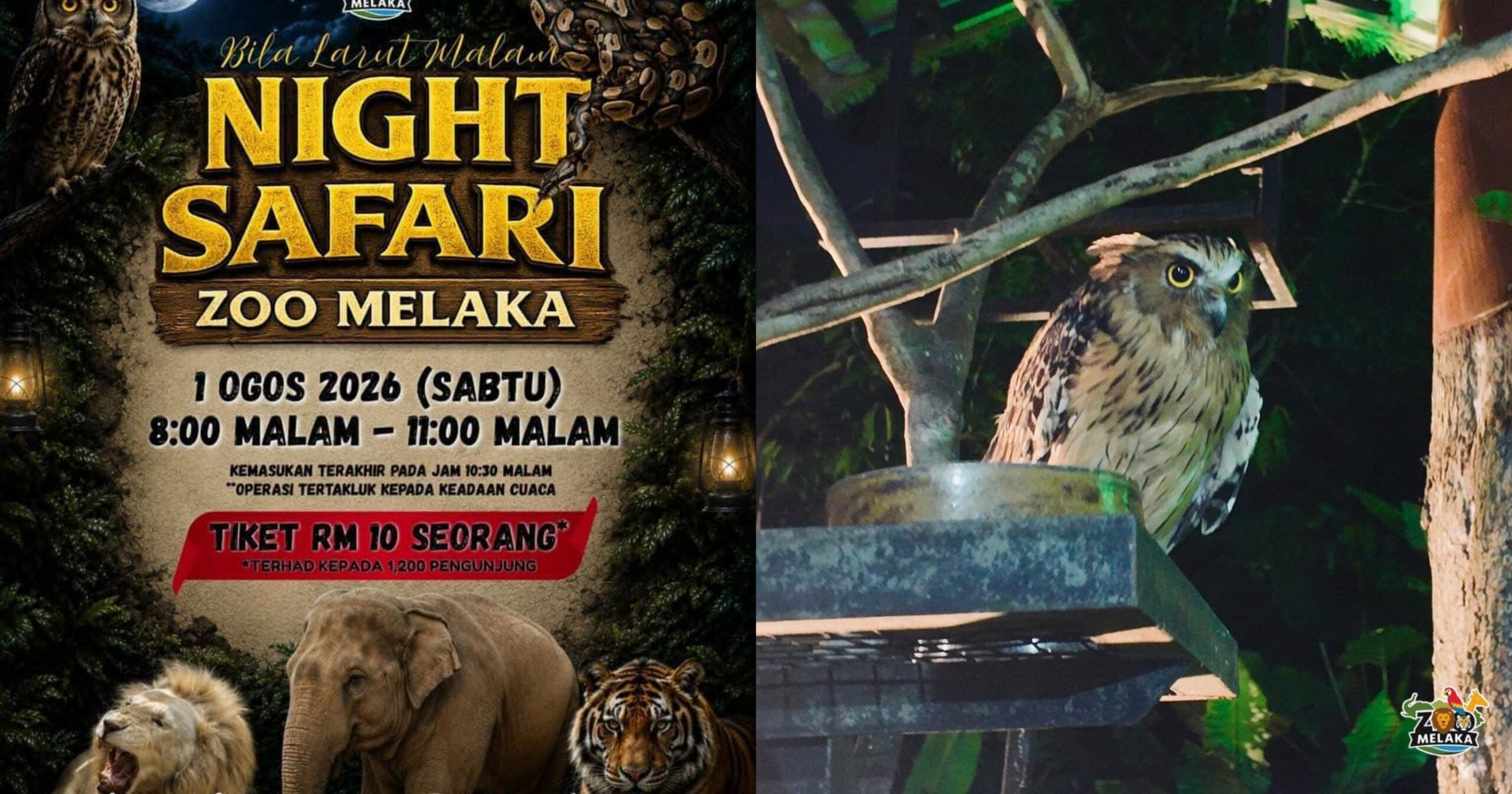 Nikmati Night Safari Zoo Melaka Dengan Tiket Promosi Pada Harga RM10 Sahaja!