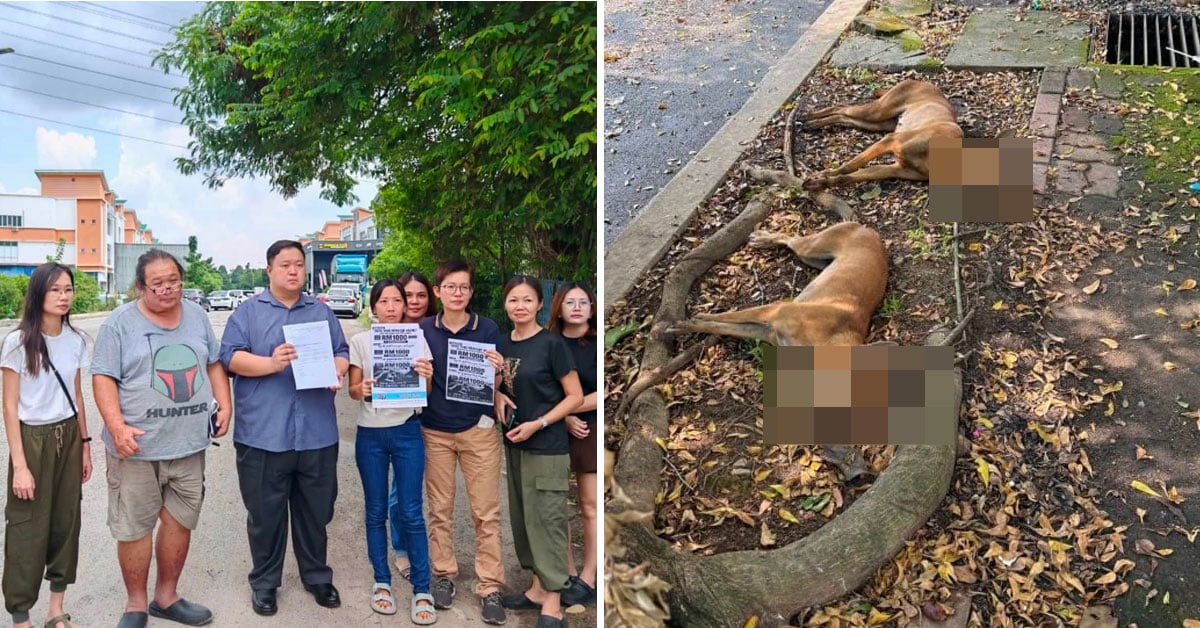 50 Dogs Poisoned To Death In Kajang, Factory Owners Offer RM1,000 Reward To Find Culprit