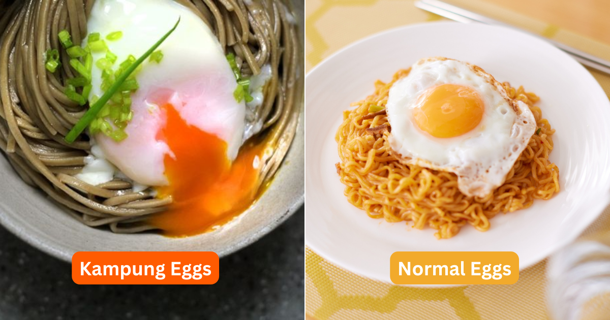 Why Are Kampung Egg Yolks More Orange Than Normal Ones?