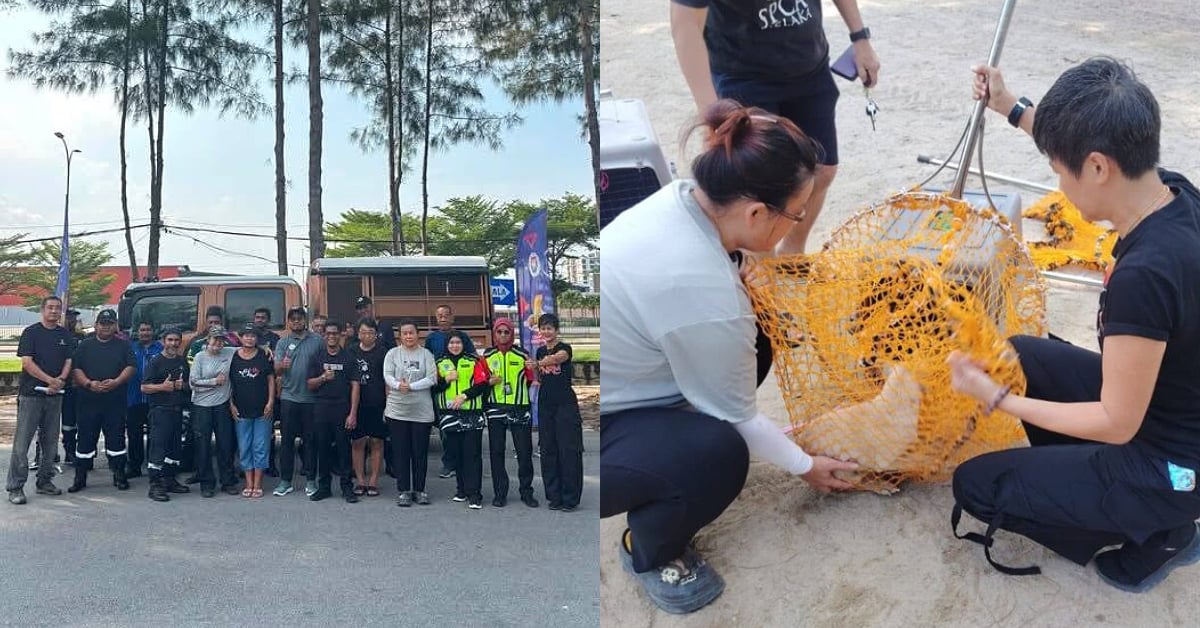 Melaka City Council Teams Up With Animal Welfare NGOs To Manage Stray Dog Population