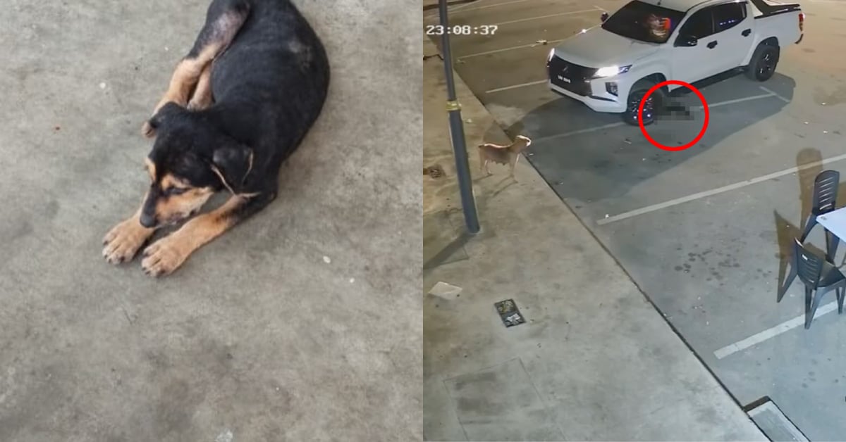 Stray Puppy Killed After Being Run Over Twice By Pick-Up Truck