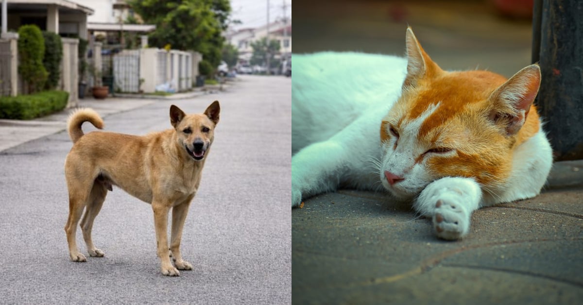 Anjing Antara Haiwan Paling Banyak Didera & Diabaikan Di Malaysia