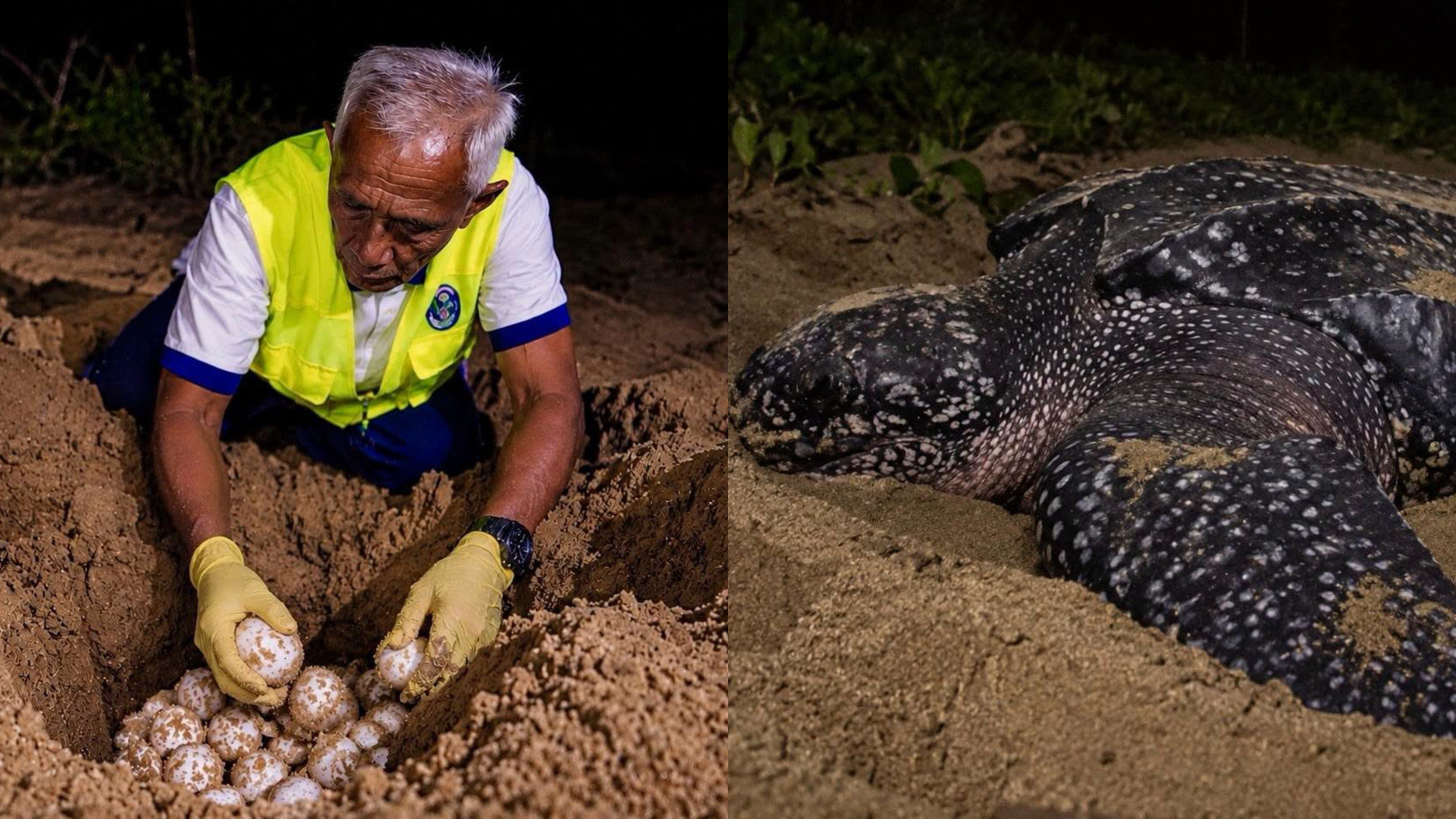 Penyu Belimbing Kembali Bertelur Buat Kali Kedua Di Rantau Abang, Terengganu Bulan Ini