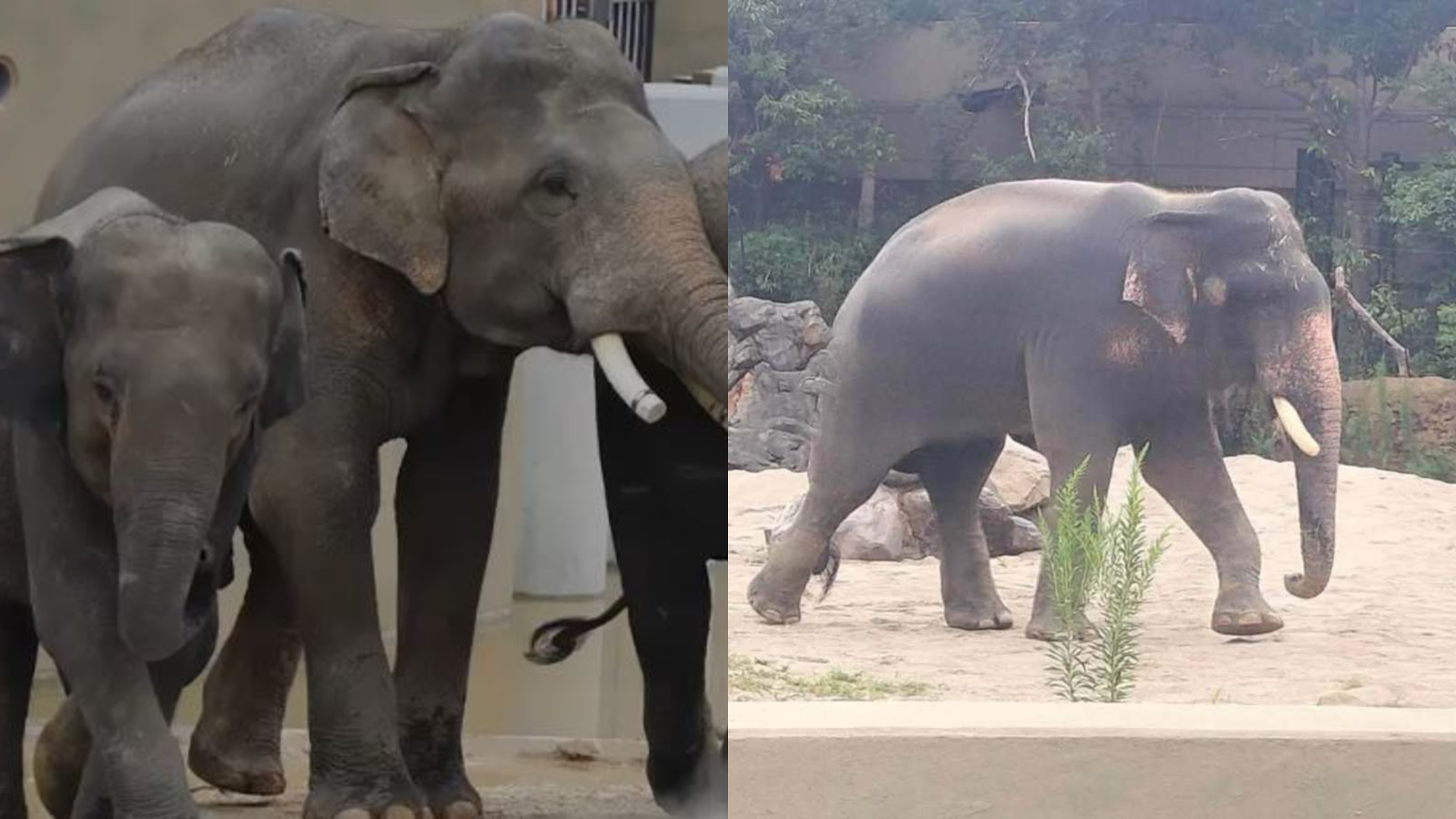 Berat Kelat Susut Sampai 100KG, Kebajikan Tiga Gajah Malaysia Di Zoo Tennoji Dipersoal