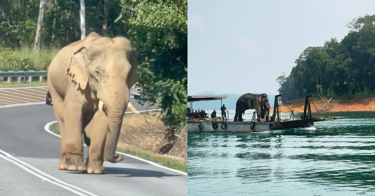 Saw That Photo Of An Elephant On A Boat? Here’s What Happened To Sulong Chalil