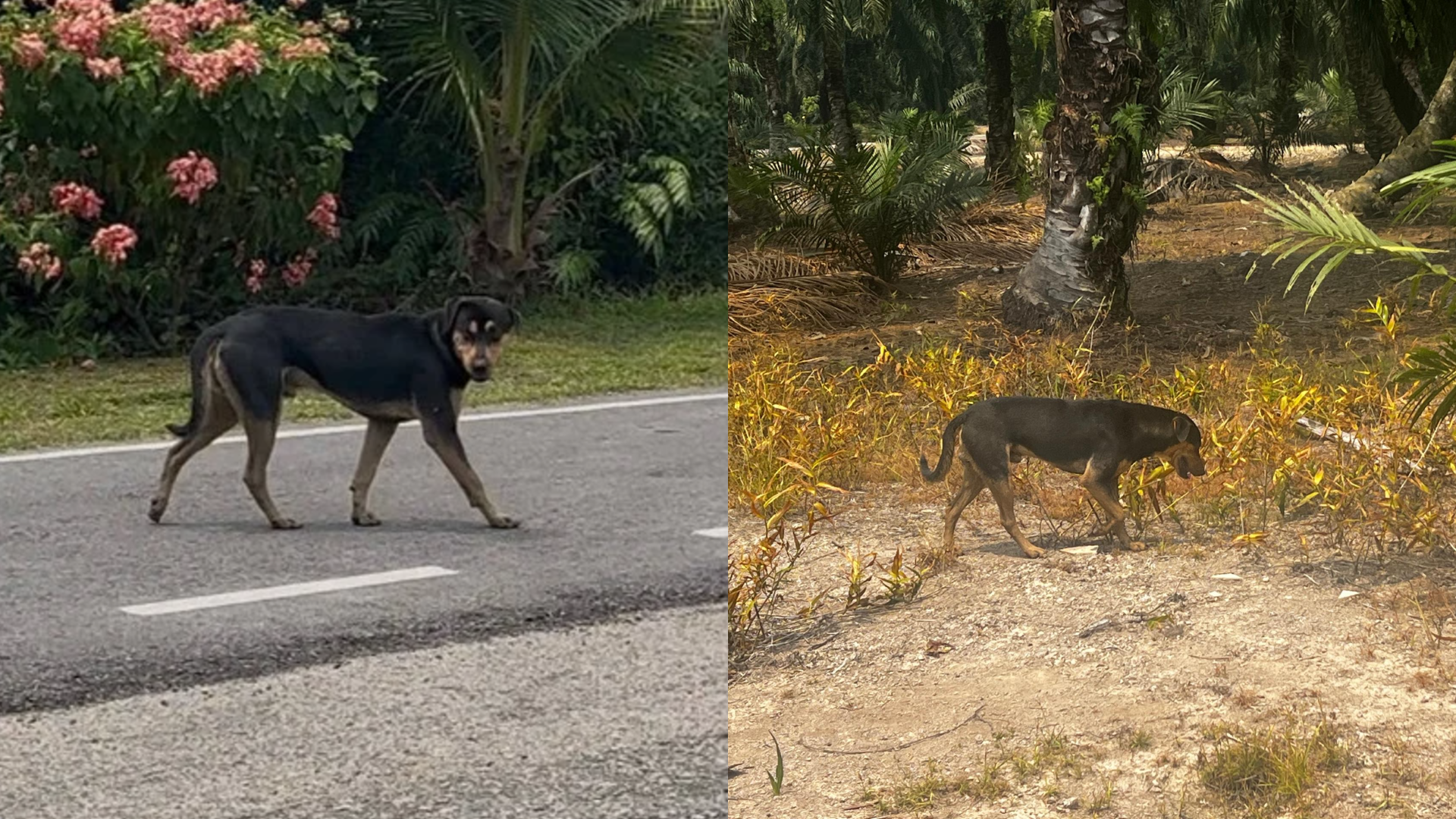 Kanak-Kanak Dua Tahun Cedera Parah Diserang Lima Anjing Liar Di Johor