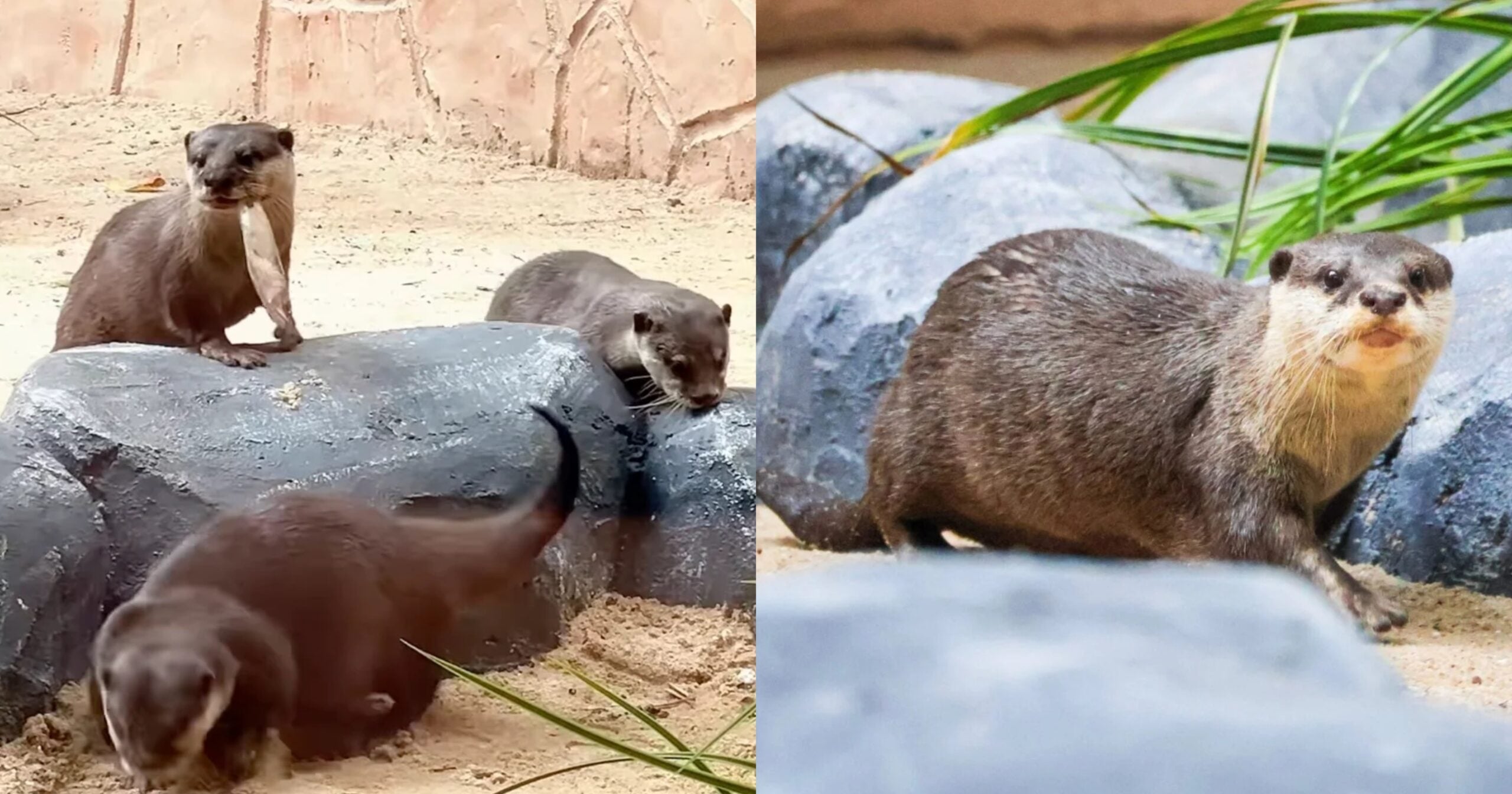 Tarikan Baharu Zoo Negara, Habitat Memerang Terkecil Di Dunia Kini Boleh Dikunjungi