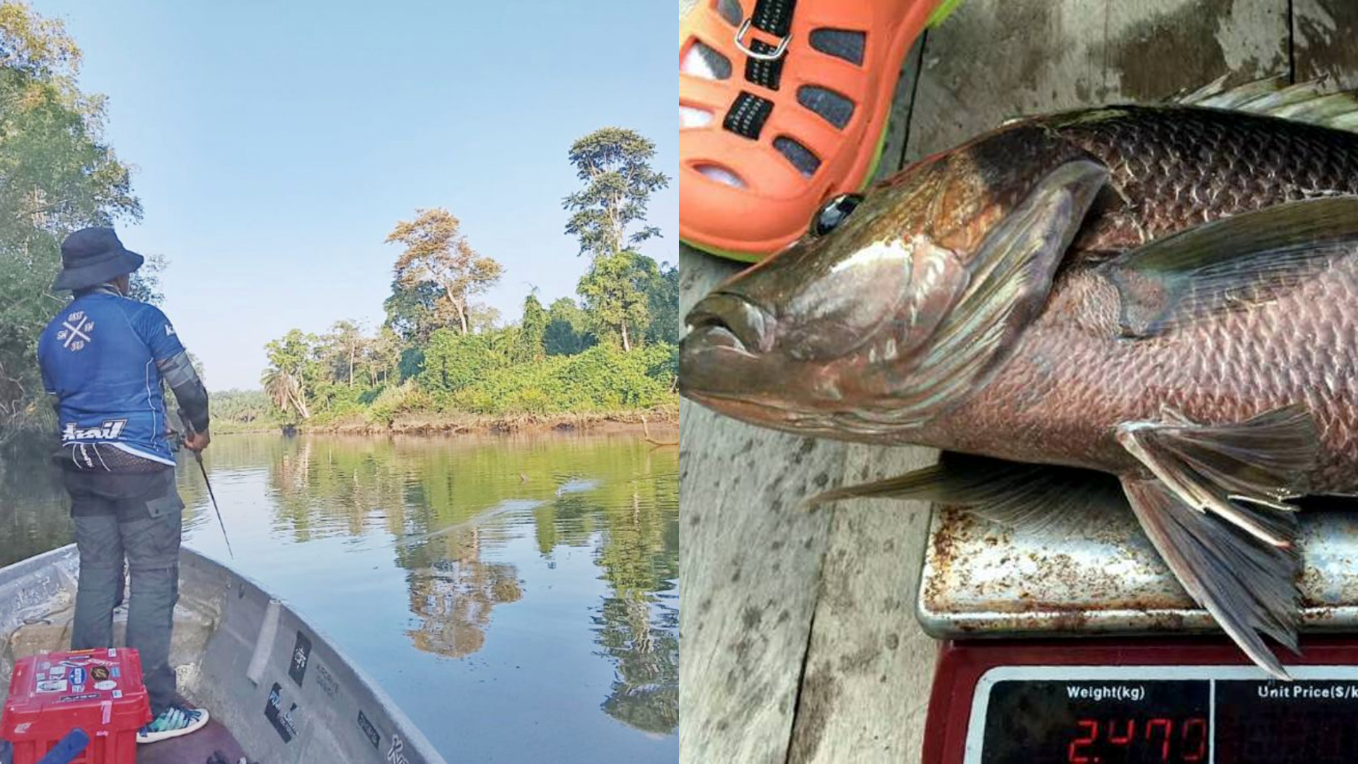 Ikan Kanai Muncul Semula Di Pulau Pinang Selepas 15 Tahun, Nelayan Tempatan Terkejut