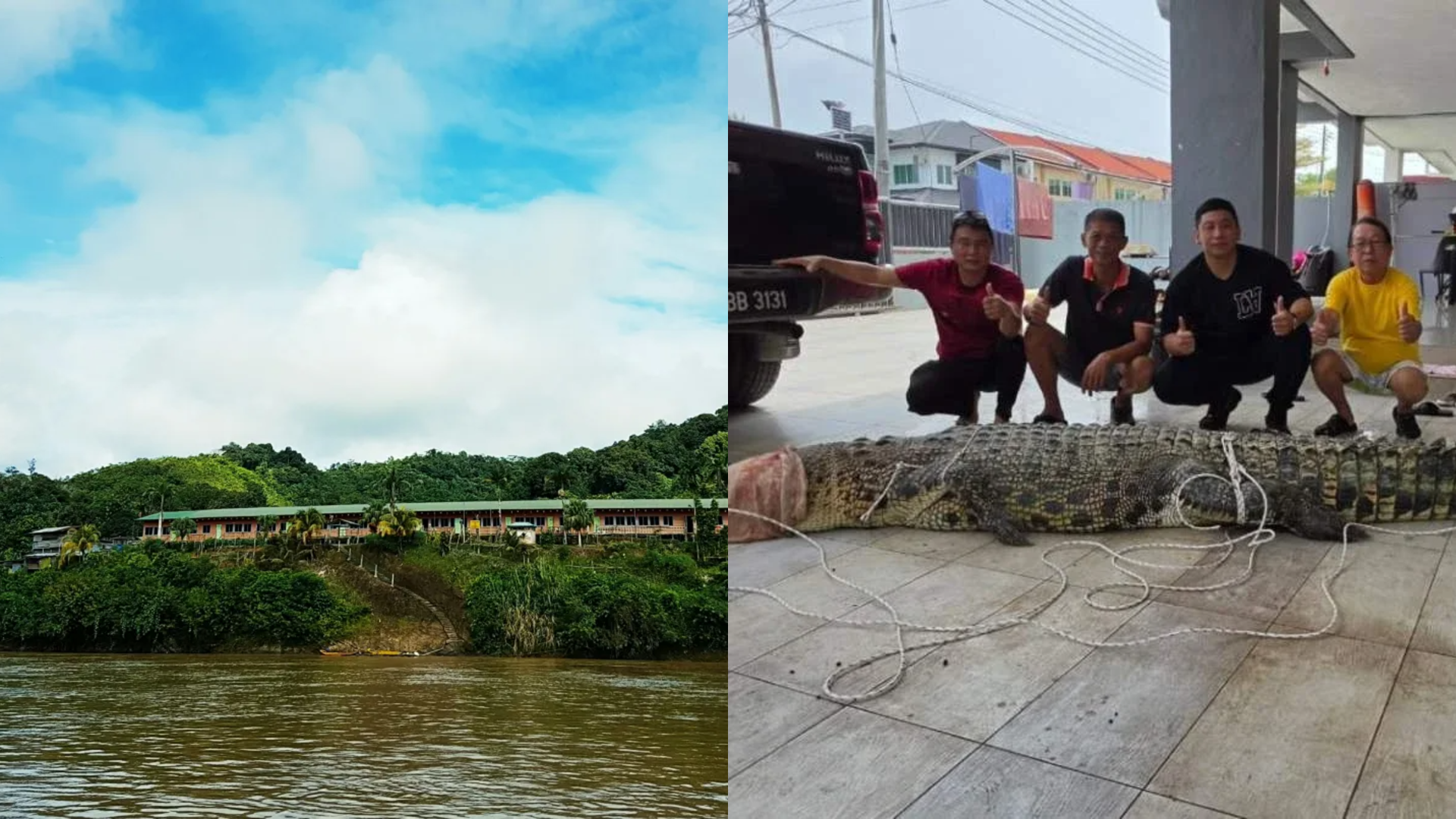 Buaya Gergasi 4.15 Meter, 400KG Berjaya Ditangkap Di Sungai Rajang