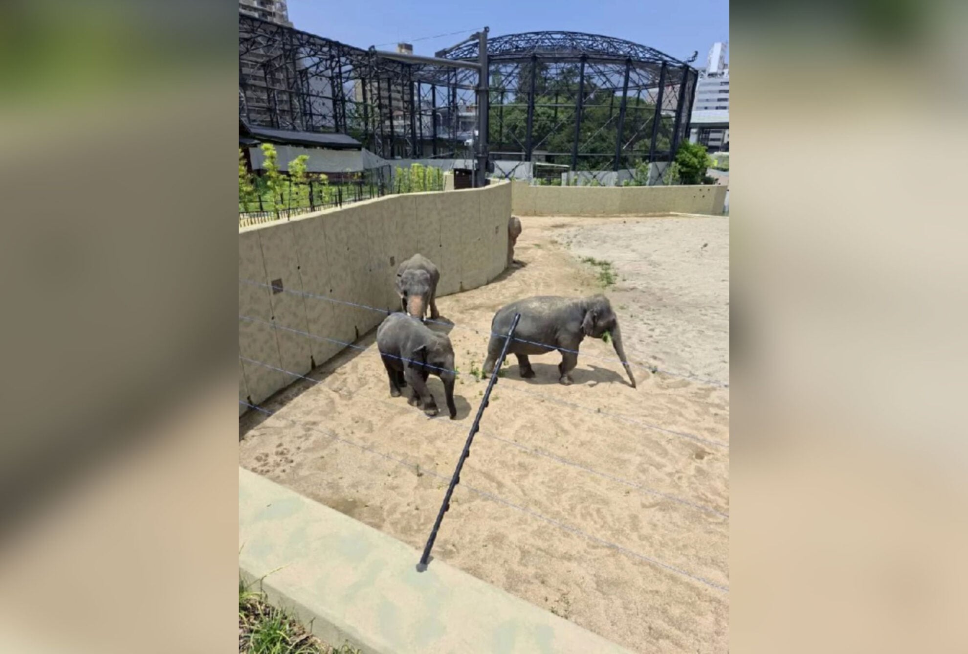 Elephant Biologist Says DAK Enclosure At Tennoji Zoo Lacks Naturally ...