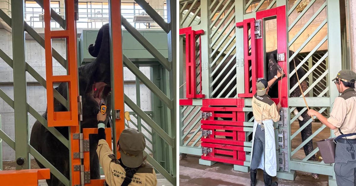 MPT Claims Dara, Amoi & Kelat Are Healthy, Have Gained Up To 580kg At Tennoji Zoo